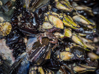 Percebes mejillones y moluscos en la Playa de las Catedrales, Lugo, España, verano de 2018