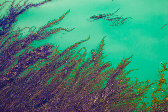 Japanese wireweed seaweed floating in shoreline water 