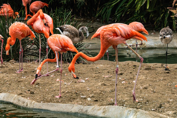 Group of colorful adult flamingos and 2 young flamingos standing next to a pond, some are grooming themselves