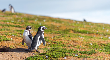 Couple of Magellanic Penguin, Spheniscus magellanicus, Isla Magdalena, Patagonia, Chile.