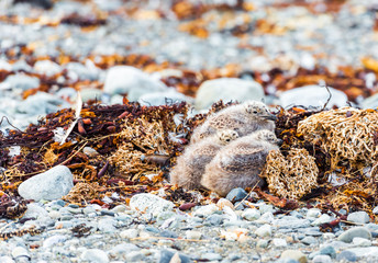 Nestlings of the gull in the nest, Isla Magdalena, Patagonia, Chile.