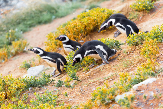 A group of Magellanic Penguin, Spheniscus magellanicus, Isla Magdalena, Patagonia, Chile.