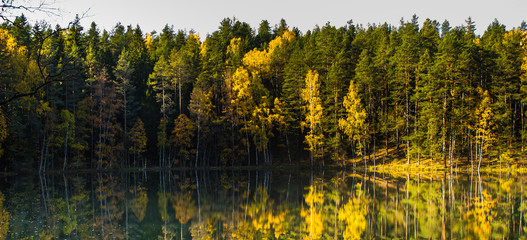 Autumn trees in Latvia - 228592775