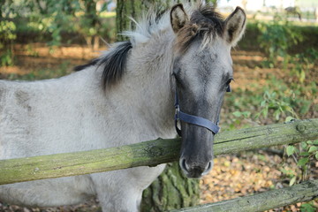 Konik polski