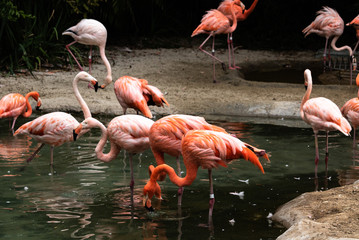 Fototapeta na wymiar Group flock of a variety of colorful flamingos standing in a pond