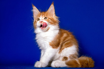 Maine coon kitten sitting on blue background in studio.