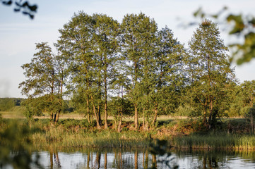 Деревья над водой