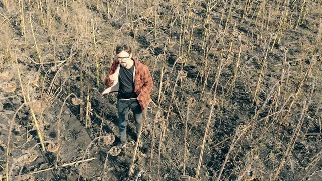 Man tries seeds from a dried sunflower. A person stands on a farming field, eating seeds.