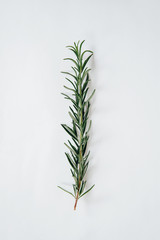 A sprig of fresh rosemary located on a bright white background. Food concept and seasoning dishes. Strengthening the taste with herbs, improving the taste.