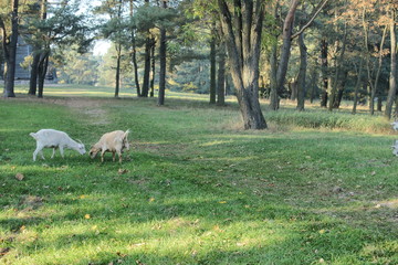 Obraz na płótnie Canvas Krajobraz mazurski - kozy