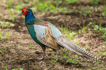 Pheasant bird with rich colors