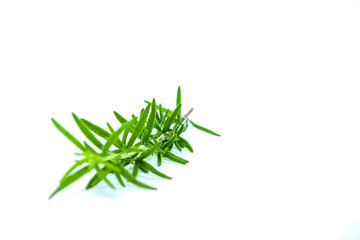 A sprig of fresh rosemary placed on a light white background, isolated rosemary. Food concept and seasoning dishes. Strengthening the taste with herbs, improving the taste.