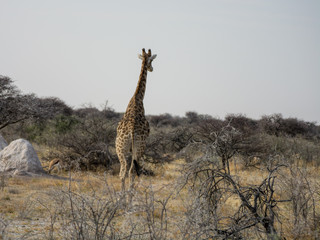 Girafe