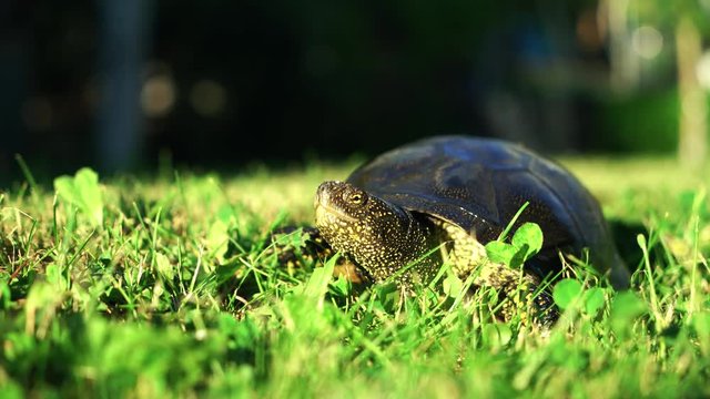 a large turtle is examining the territory and crawling over the grass in the summer. Close-up