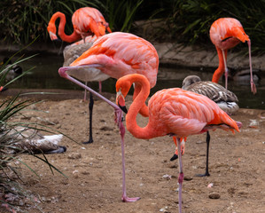 Colorful feathered body standing on 1 leg, head a neck hidden is behind a pink flamingo standing on 1 leg, some young gray flamingos