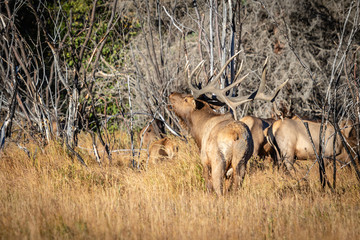 bull elk bugling