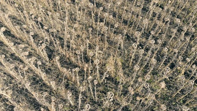 Rows of dead plants on a farm. Damaged crop concept.