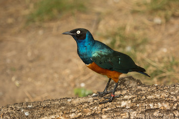 Superb glossy-starling (Lamprospreo superbus).