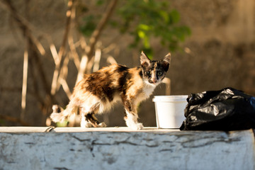 wild cat eats on the streets