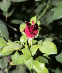 rose flower in the garden