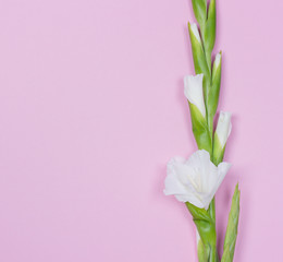 Beautiful white gladiolus on pink pastel background.