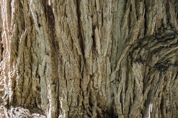 bark of tree, close up to the trunk of a tree.