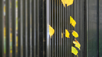 Yellow autumn leaves between rods of metal fencing