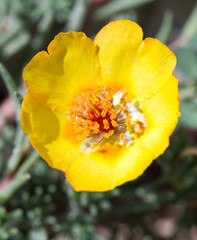 purslane flower © donikz