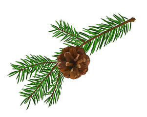 Fir tree branch with cone isolated on white background.