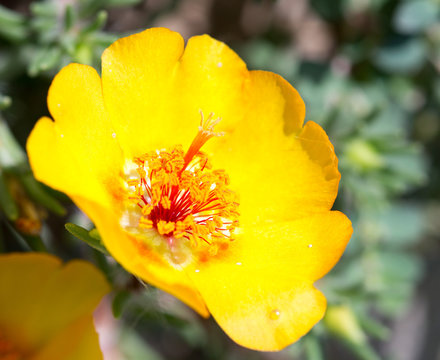 purslane flower