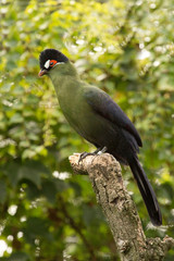 Hartlaub's Touraco (Tauraco hartlaubi).