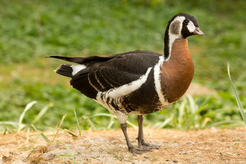 Red-breasted goose (Branta ruficollis).
