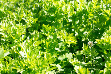 Fototapeta na wymiar green celery plant in growth at vegetable garden