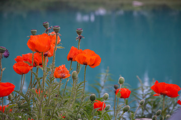 Poppies by Emerald Lake BC