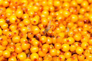 sea-buckthorn, background