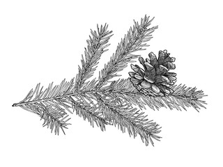 Hand drawn Fir tree branch with cone isolated on white background.