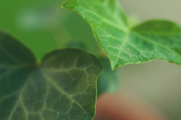 Close up of two leaves of an English Ivy in the early morning light.  Shallow depth of field.  Horizontal image.