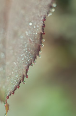 Close up of early morning dew drops on the leaves of a rose bush.  Shallow depth of field.  Vertical image.