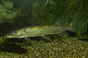 Northern pike (Esox lucius).