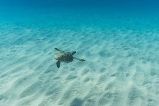 Turtle Glide