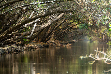 estero el chupadero