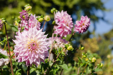 Pink - white flower blooming on green background. Autumn Chrysanthemum.