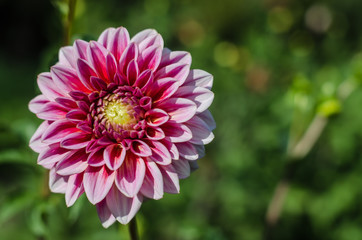 Fototapeta premium Red - white flower blooming on green background. Autumn Chrysanthemum.