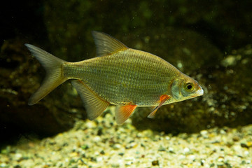 Fototapeta premium Carp bream (Abramis Brama).