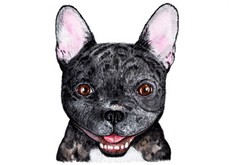 French bulldog. Illustration painted in watercolor.
Portrait of a black French bulldog. Funny illustration. Illustration for printing on children's jackets, t-shirts.