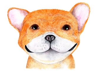 English bulldog. Watercolor illustration.
Portrait of an English bulldog. The dog smiles and looks up. Illustration for printing on t-shirts, animal feed, etc.