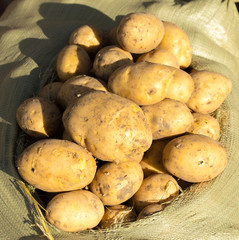 yellow potatoes in a sack