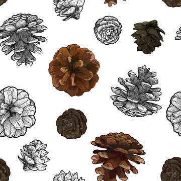 Pine cones seamless pattern isolated on white bacground.