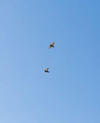 Flying birds on a blue sky
