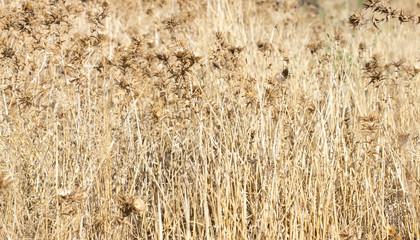 prickly dry grass
